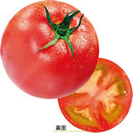 ���f�U�C�����R�[�X�^�[��C.�@�g�}�g�@No.963�@100����